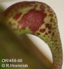 Bulbophyllum antenniferum  (11)